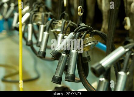 Milchwirtschaft, Melkcluster in Melkläden, England, Vereinigtes Königreich Stockfoto