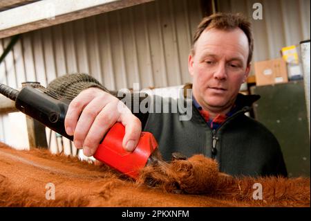 Bauer schneidet Haare von Rindern, um sie sauber und gesund zu halten, England, Großbritannien Stockfoto