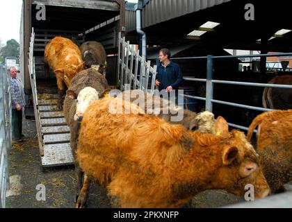 Viehmarkt, Herde wird vom Anhänger entladen, Welshpool Store Cattle Sale, Welshpool, Powys, Wales, Vereinigtes Königreich Stockfoto