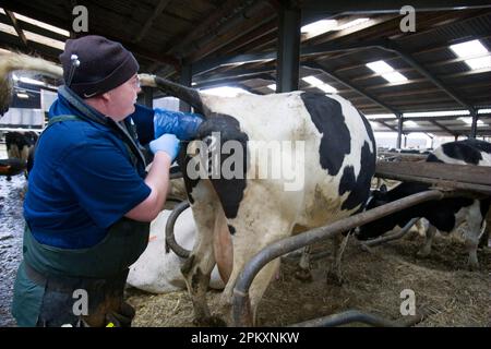 Fortpflanzungsmanagement in der Milchviehherde, Landwirt mit künstlicher Besamung der Kuh, England, Vereinigtes Königreich Stockfoto