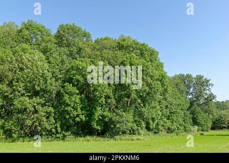 Waldkante mit gemeiner europäischer Asche (Fraxinus excelsior), Kempen, Nordrhein-Westfalen, Deutschland Stockfoto