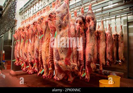 In Schlachthöfen hängende Rindfleischschlachtkörper, Yorkshire, England, Vereinigtes Königreich Stockfoto