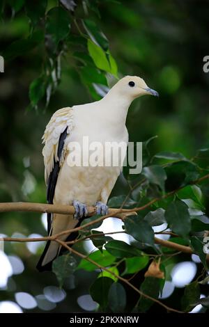 Torres Strait Imperial-Pigeon, Erwachsener auf dem Baum, Australien (Ducula bicolor) Stockfoto