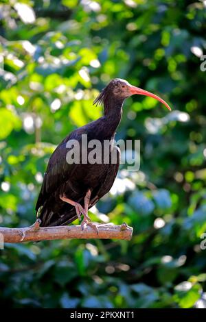 Northern bald Ibis (Geronticus eremita), Erwachsener, Europa Stockfoto