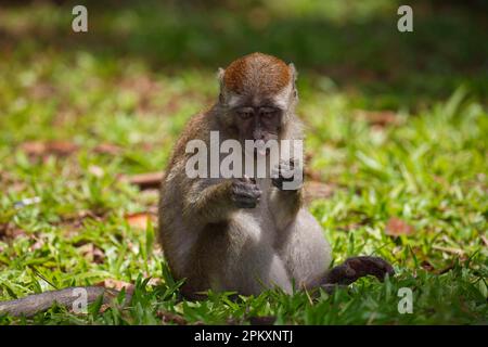 Krabbenfressende Makaken (Macaca fascicularis), Bako-Nationalpark, Sarawak-Staat, Borneo, Malaysia Stockfoto