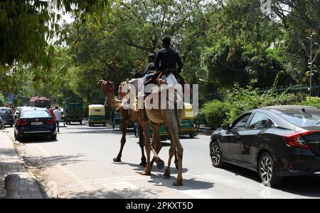 Neu-Delhi, Indien. 09. April 2023. Kamele, die heute auf der delhi Road nach Essen suchen. (Foto: Indraneel Sen/Pacific Press) Kredit: Pacific Press Media Production Corp./Alamy Live News Stockfoto