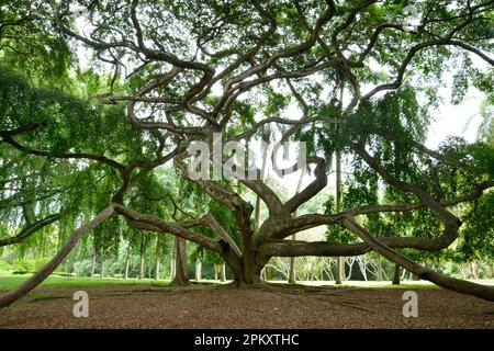 Trauerfeige (Ficus benjamina), königliche botanische Gärten, Peradeniya, Kandy, Sri Lanka Stockfoto