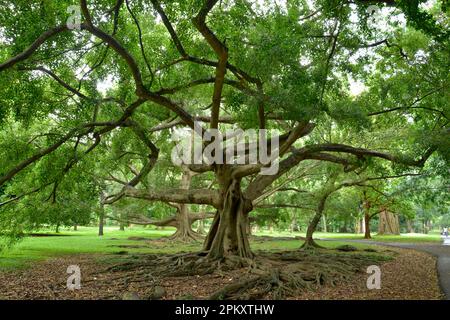 Trauerfeige (Ficus benjamina), königlicher Botanischer Garten, Peradeniya, Kandy, Sri Lanka, Asien Stockfoto