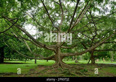 Trauerfeige (Ficus benjamina), königliche botanische Gärten, Peradeniya, Kandy, Sri Lanka Stockfoto