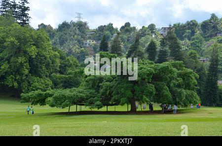 Trauerfeige (Ficus benjamina), königliche botanische Gärten, Peradeniya, Kandy, Sri Lanka Stockfoto