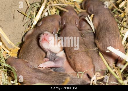 Europäischer Hamster (Cricetus cricetus), Jugendliche, 7 Tage, in Burrow, europa Stockfoto