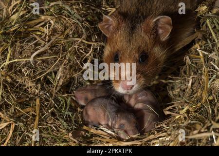 Europäischer Hamster (Cricetus cricetus), weiblich mit jungen Kindern, 6 Tage, in Burrow, europa Stockfoto