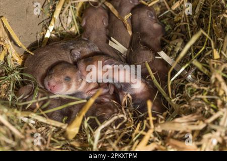 Europäischer Hamster (Cricetus cricetus), Jugendliche, 7 Tage, in Burrow, europa Stockfoto