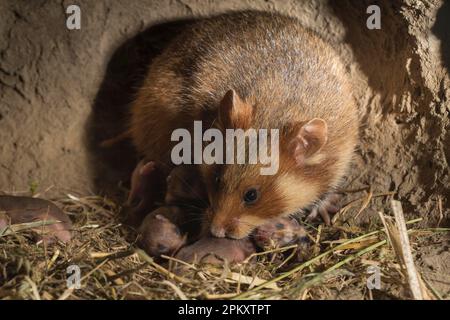 Europäischer Hamster (Cricetus cricetus), weiblich mit jungen Kindern, 6 Tage, in Burrow, europa Stockfoto