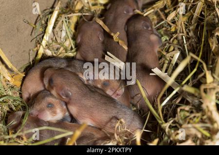 Europäischer Hamster (Cricetus cricetus), Jugendliche, 7 Tage, in Burrow, europa Stockfoto