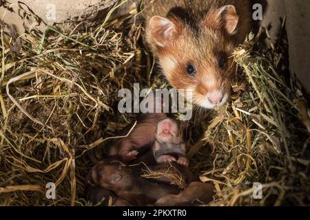 Europäischer Hamster (Cricetus cricetus), weiblich mit jungen Kindern, 6 Tage, in Burrow, europa Stockfoto