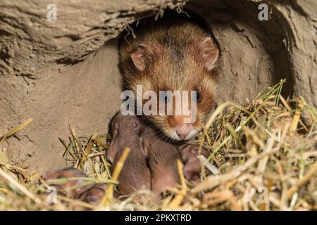 Europäischer Hamster (Cricetus cricetus), weiblich mit jungen Kindern, 7 Tage, in Burrow, europa Stockfoto