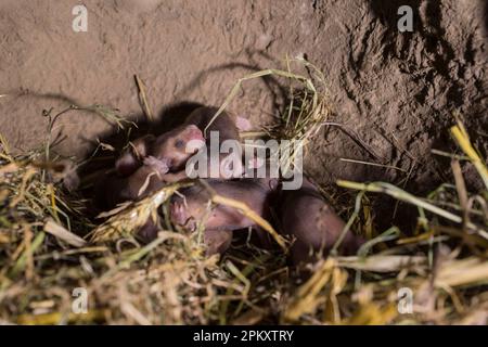 Europäischer Hamster (Cricetus cricetus), Jugendliche, 6 Tage, in Burrow, europa Stockfoto