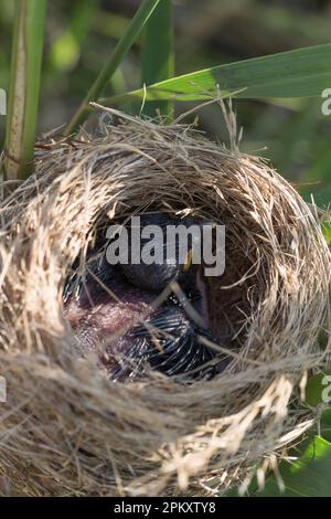 Gemeiner Kuckuck (Cuculus canorus), Jungtier im Nest von Reed Warbler, Schleswig-Holstein, Deutschland Stockfoto