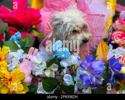 New York, New York, USA. 9. April 2023. Teilnehmender Hund an der jährlichen Osterparade und dem Bonnet Festival entlang der Fifth Avenue am Ostersonntag am 9. April 2023 in New York City. (Kreditbild: © Ryan Rahman/Pacific Press via ZUMA Press Wire) NUR ZUR REDAKTIONELLEN VERWENDUNG! Nicht für den kommerziellen GEBRAUCH! Stockfoto