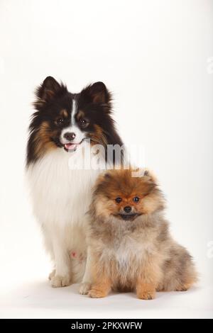 Mischhund (spitz-Mix) und Zwerg spitz, Hündchen, 4 Monate Stockfoto