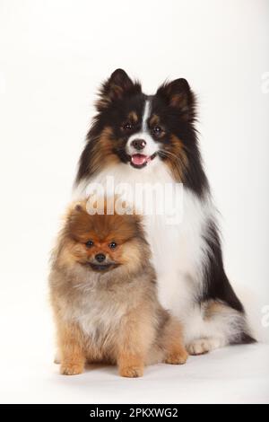 Mischhund (spitz-Mix) und Zwerg spitz, Hündchen, 4 Monate Stockfoto