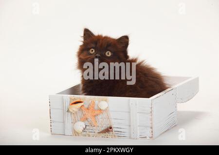 Britischer Longhair, Kätzchen, 9 Wochen, schwarz Stockfoto