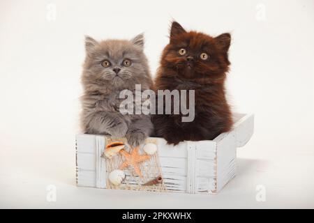 Britischer Longhair, Kätzchen, 9 Wochen, schwarz und blau Stockfoto
