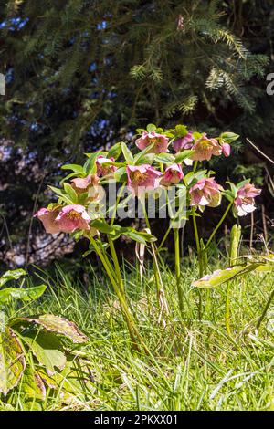 Wildhelleberblüten orientalis in Hortus Botanicus in der Gemeinde Haren Groningen in der Provinz Groningen Niederlande Stockfoto