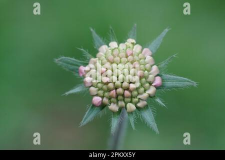 Natürliche Nahaufnahme auf einer geschlossenen Blütenknospe einer makedonischen, skabösen Knautia macedonica-Blume Stockfoto