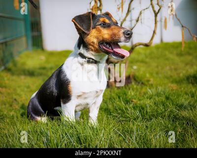 Junger brauner, schwarzer, weißer Jack Russel, der auf einer Wiese keucht Stockfoto
