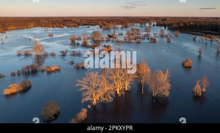 Der atemberaubende Soomaa-Nationalpark bietet eine wunderschöne Landschaft mit untergetauchten Bäumen im Wasser Stockfoto