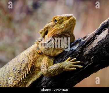 Östliche Bartagame Stockfoto