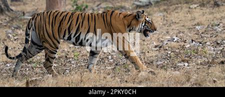 Ein einsamer Tiger (panthera tigris), der durch den Wald in Indien wandert Stockfoto