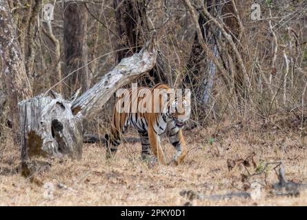 Ein einsamer Tiger (panthera tigris), der durch den Wald in Indien wandert Stockfoto