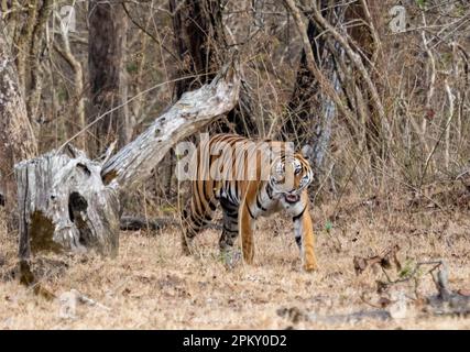 Ein einsamer Tiger (panthera tigris), der durch den Wald in Indien wandert Stockfoto