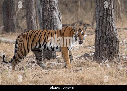 Ein einsamer Tiger (panthera tigris), der durch den Wald in Indien wandert Stockfoto