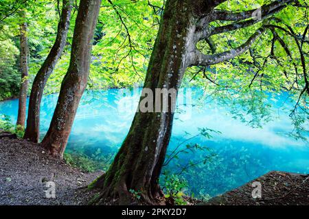 Blautopfsee, Blaubeuren, Baden-Württemberg, Deutschland Stockfoto