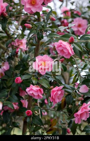 Camellia williamsii X'Daintiness' Blumen. Stockfoto