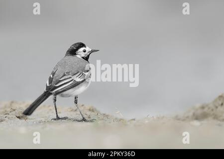 Der weiße Wagtail, feines Kunstporträt (Motacilla alba) Stockfoto