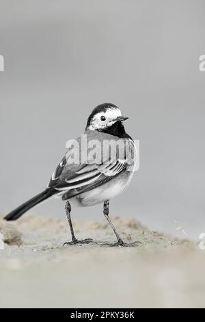 Der weiße Wagtail, feines Kunstporträt (Motacilla alba) Stockfoto