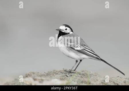 Der weiße Wagtail, feines Kunstporträt (Motacilla alba) Stockfoto