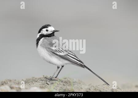 Der weiße Wagtail, feines Kunstporträt (Motacilla alba) Stockfoto