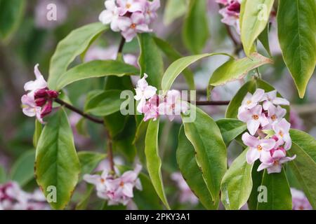 Daphne Bholua Blumen. Stockfoto