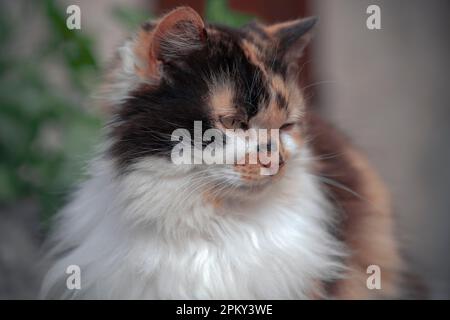 Porträt einer dreifarbigen Katze Stockfoto