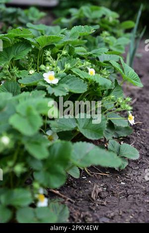 Eine Reihe junger Erdbeerbüsche mit grünen Blättern auf dem Bett. Saisonale Arbeiten im Landgarten. Gartenbau und Kultivierung junger grüner Erdbeerbusse Stockfoto