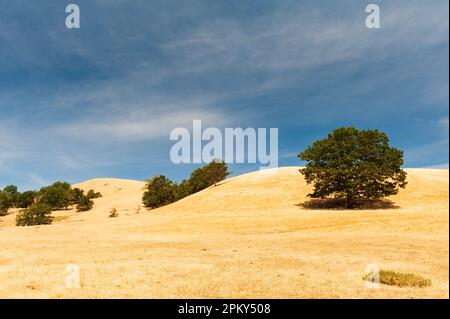 Schönes Ackerland in Glide, Oregon, USA Stockfoto