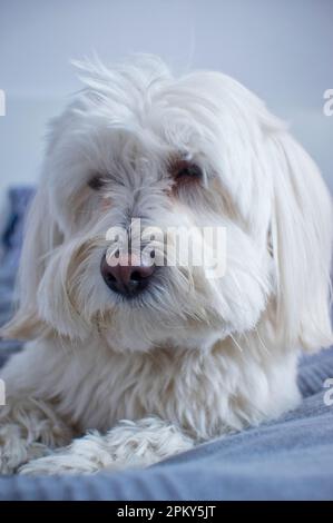 Nahaufnahme eines niedlichen Havaneser Hundes. Stockfoto