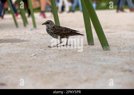 Vergrößerte Aufnahme eines europäischen Sternenvogel auf Sandy Floor Stockfoto