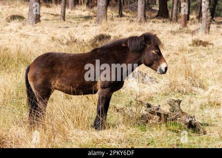 Exmoor Pony, Sussex, Großbritannien Stockfoto